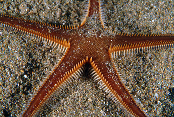 Astropecten bispinosus (Otto, 1823)